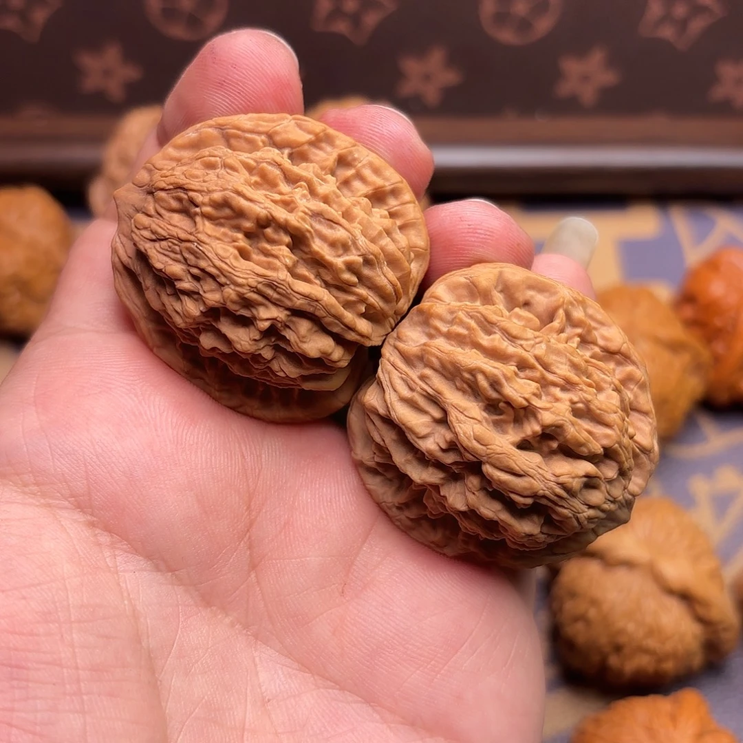 快***猪核桃定向。快乐小猪。虎头
