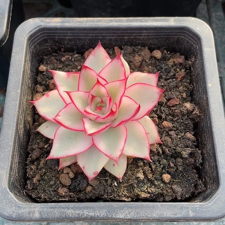 吉赛尔锦一物一拍锦龙