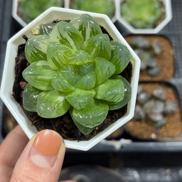 花火玉露锦多肉植物