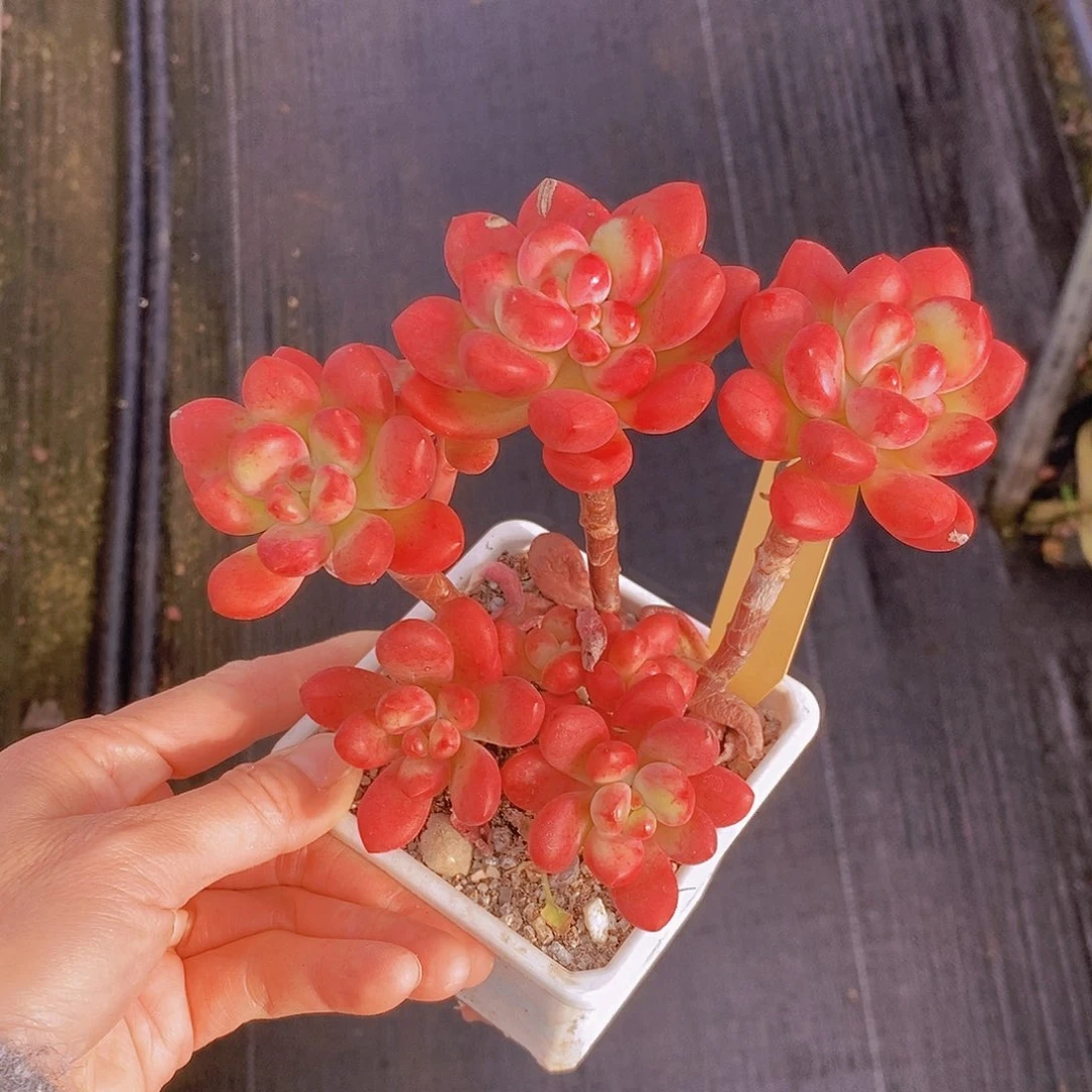 510多肉植物老桩