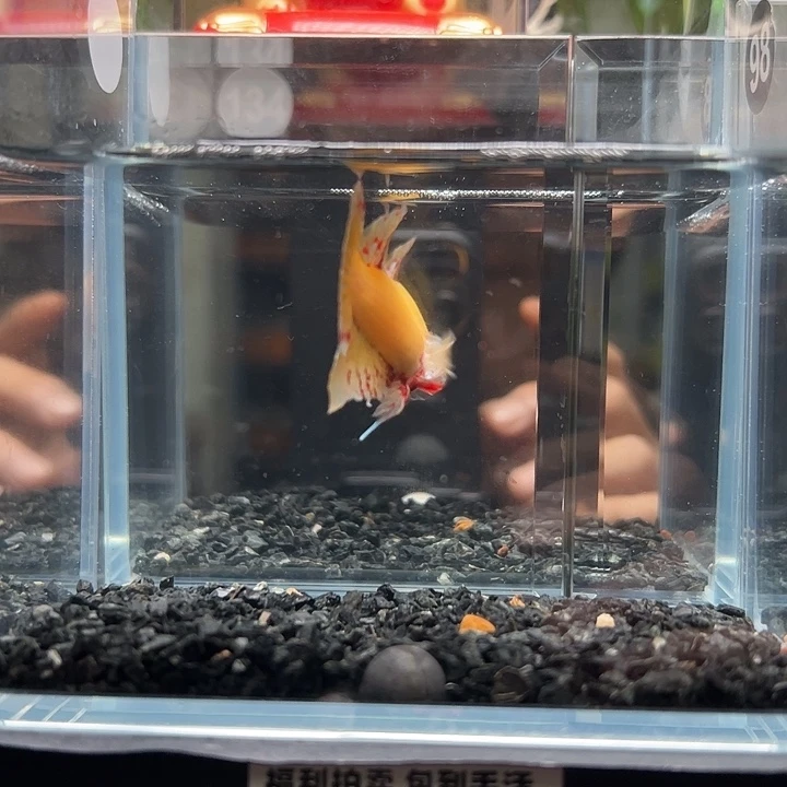 斗鱼一单包邮13日134