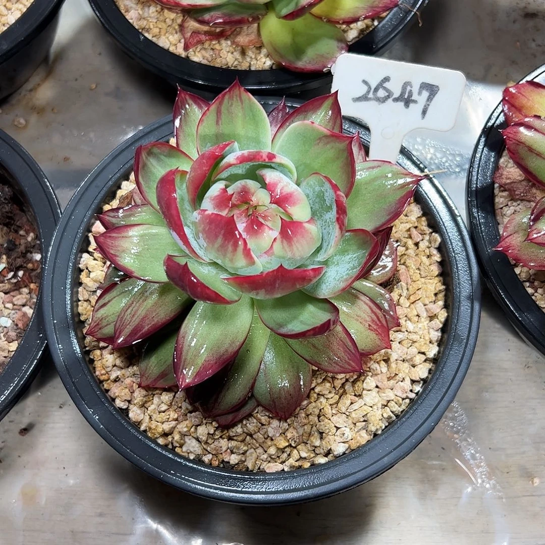 郁***劉惊鸿仙子一物一拍