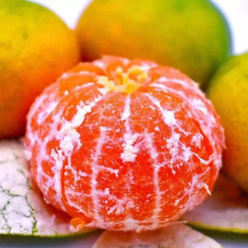 石门蜜橘新鲜无籽桔子薄皮现摘蜜桔整箱水果当季批发柑橘甜橘