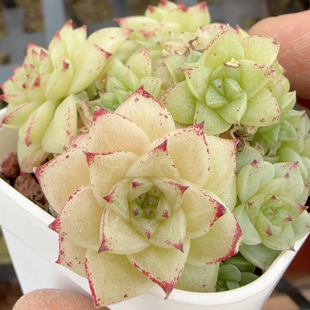 水**院【闪购商品】0208-93（fm-34-1）