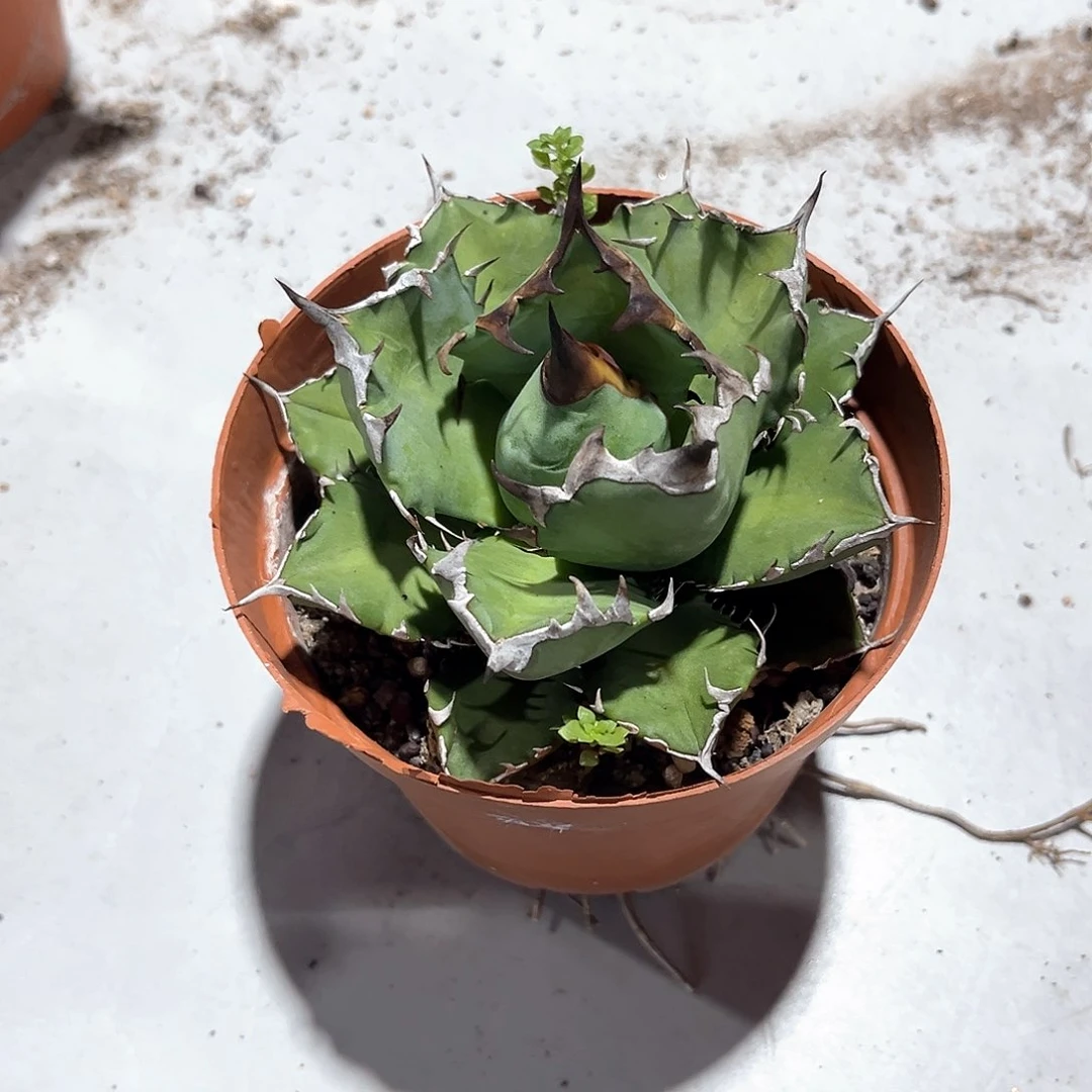 J****u姬仁王冠20米出