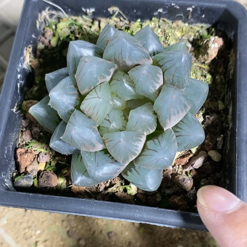 【闪购商品】离**扇10龙爪