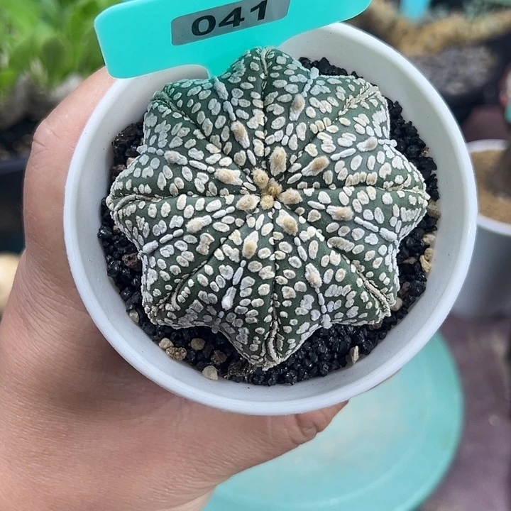 泰系实生v兜多肉植物