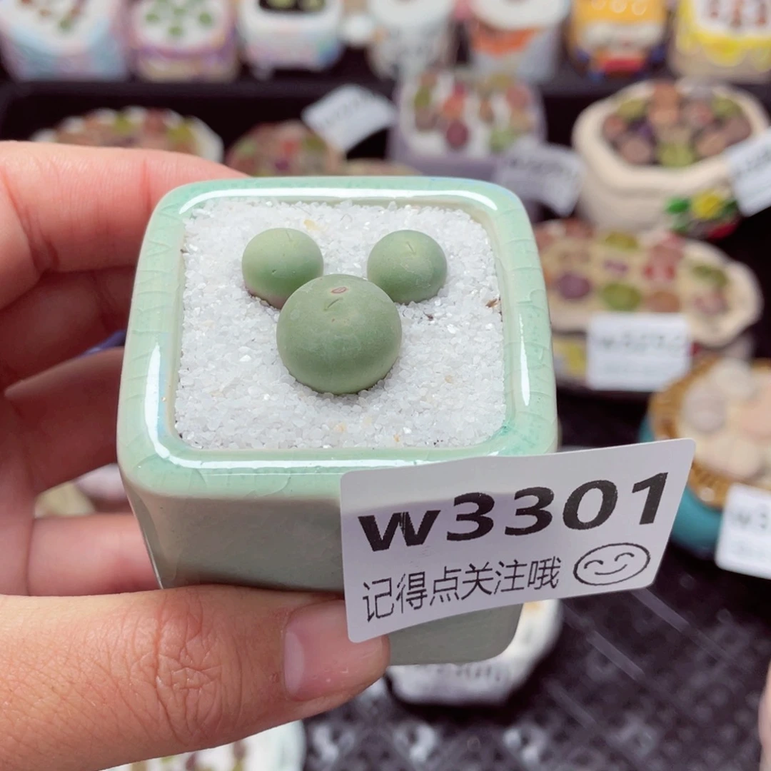 3301--带盆土发货，零下地区拍保温箱