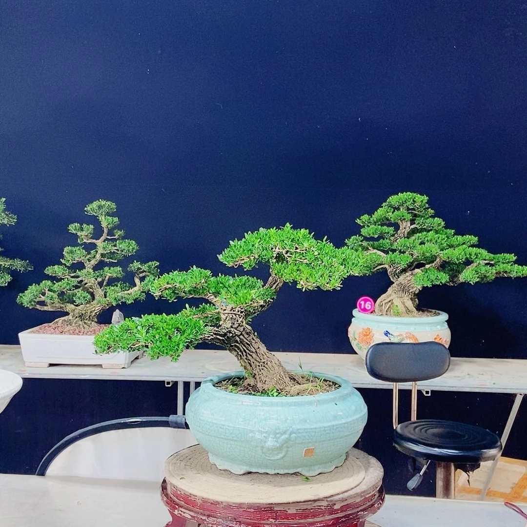 当前无花朵，栽培后可花朵