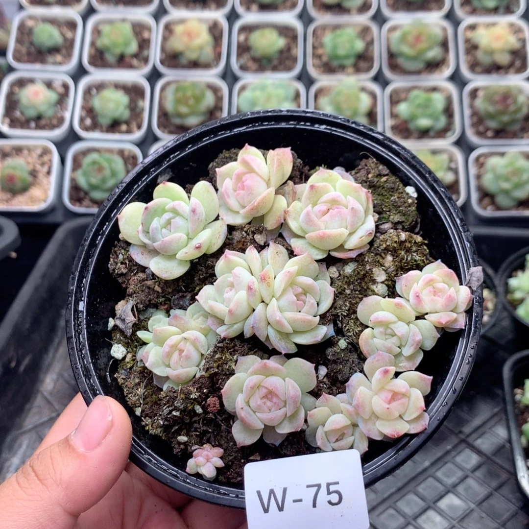 无花朵W75英语英语