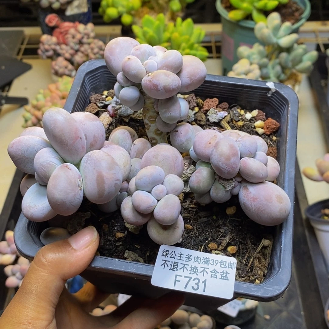 731芭比奶多肉10cm