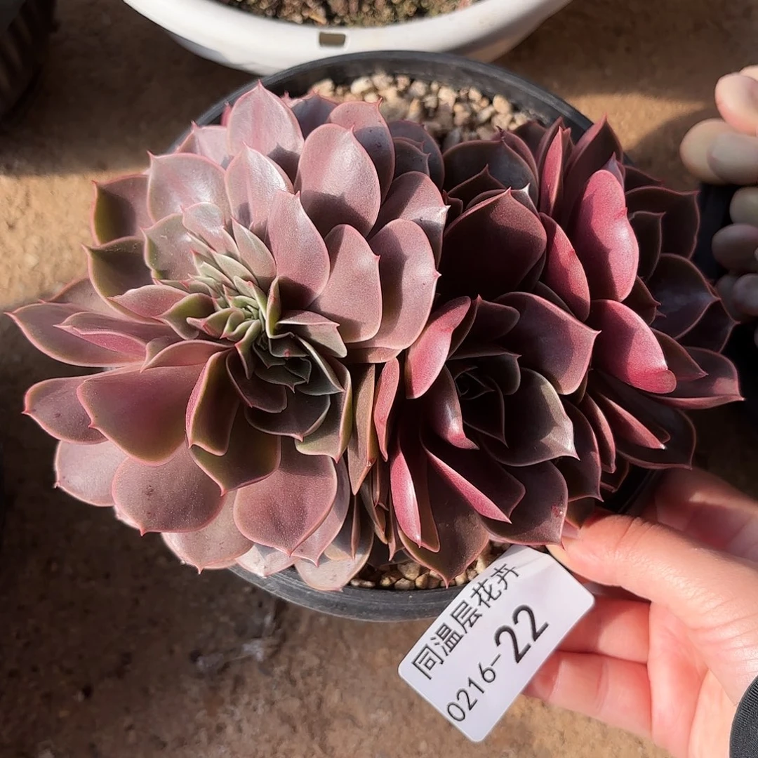 同温层多肉红灯缀22