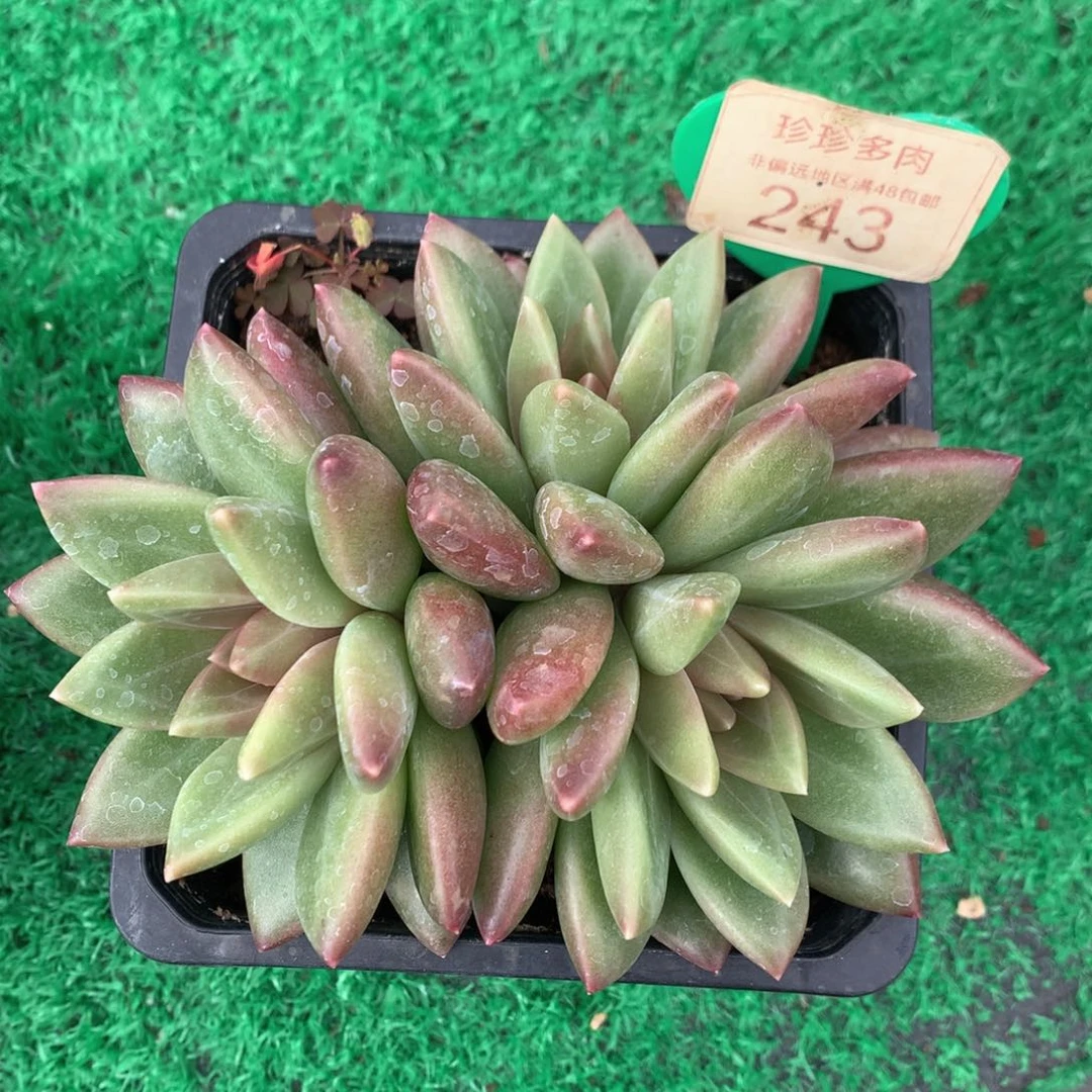 迷雾泡泡无砍平头243