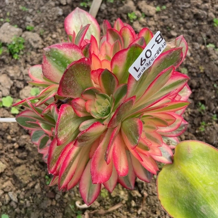 91黑膜锦嫁接多肉不包掉头12345678