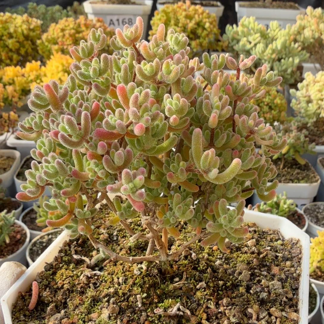 A289红冰晶枝干一物一拍