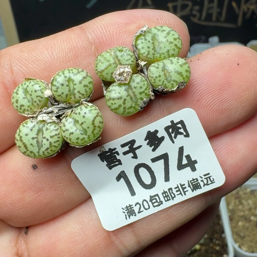 安贞。