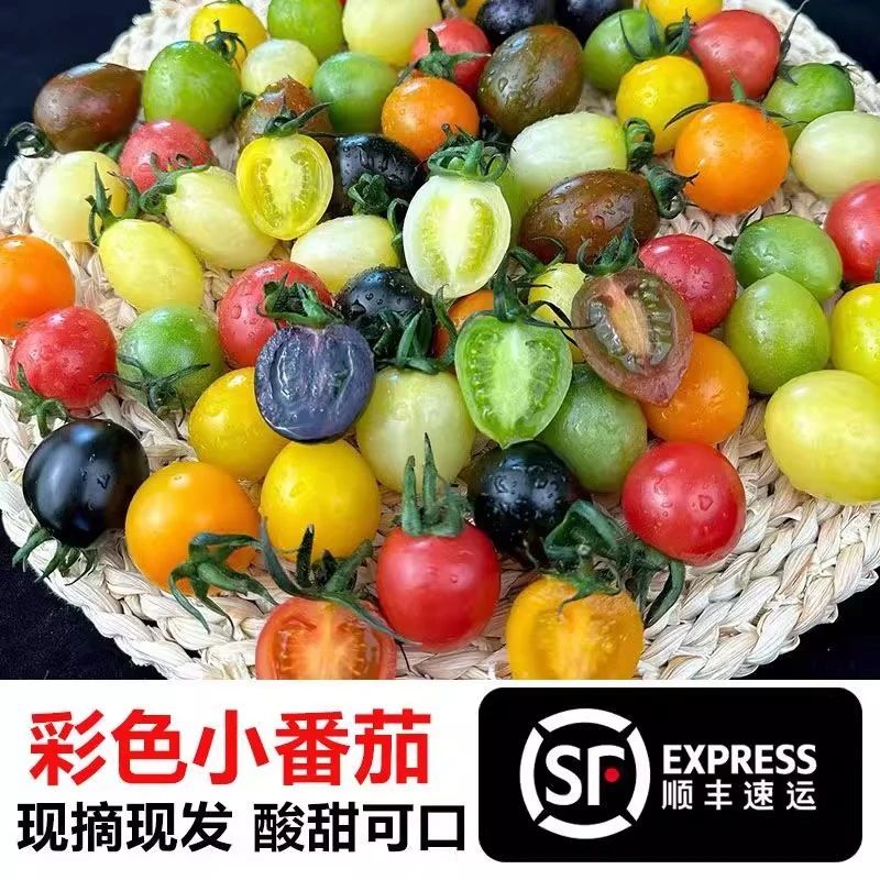 山东七彩七色小番茄新鲜生吃圣女果新鲜现摘青口蜜千禧青甜小番茄