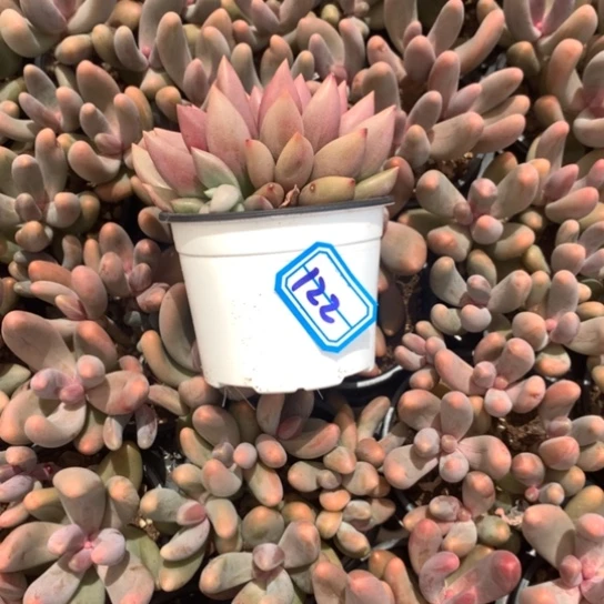 ****行一物一拍桃花源多肉122