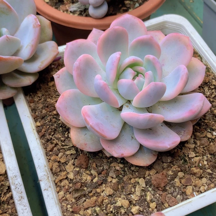 星影锦单头10cm左右