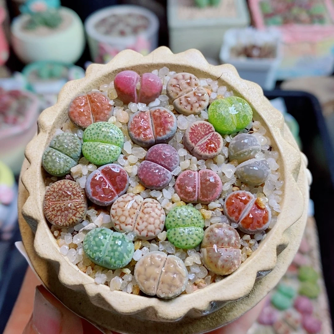 生石花花花花花花花花416