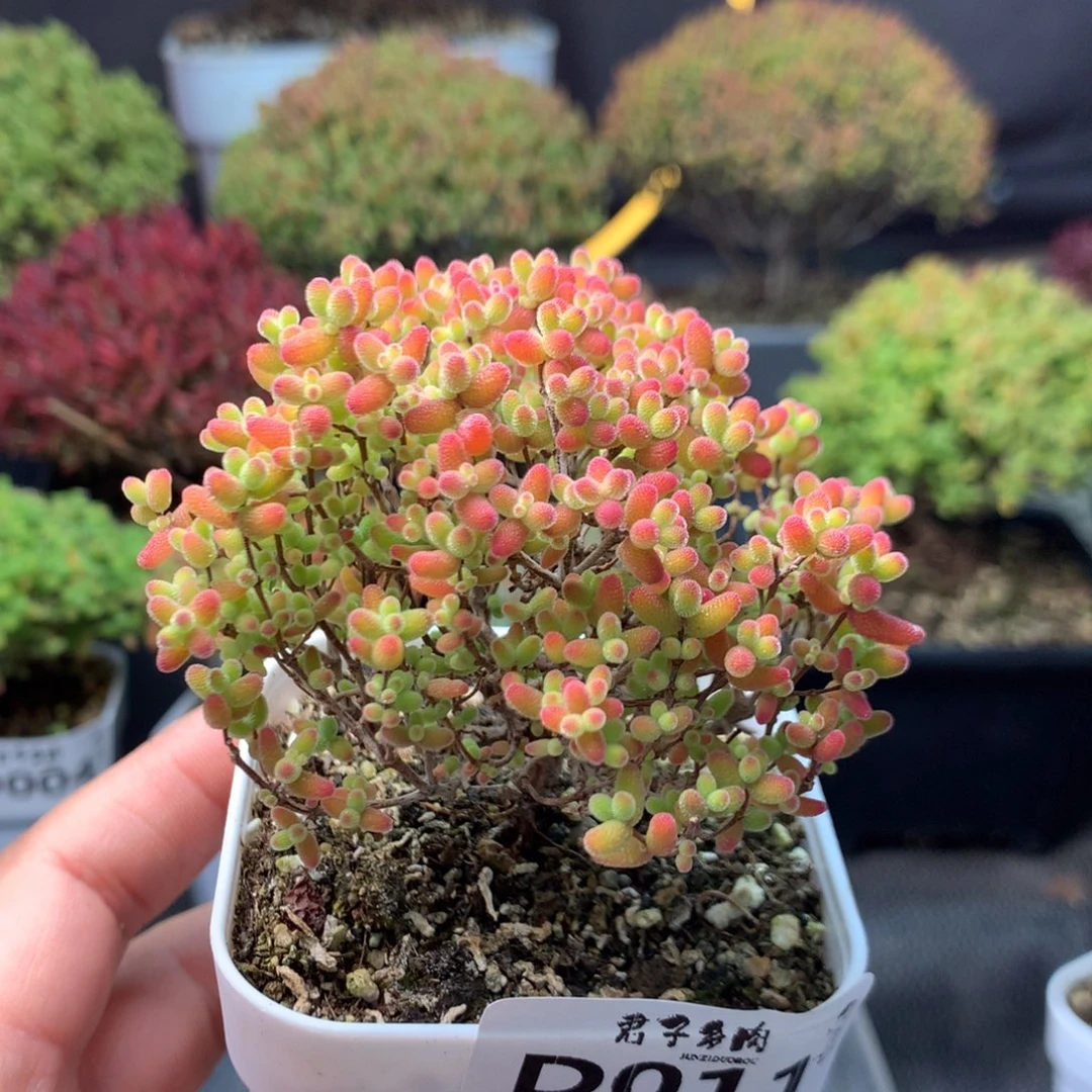 011蜜橘糖球