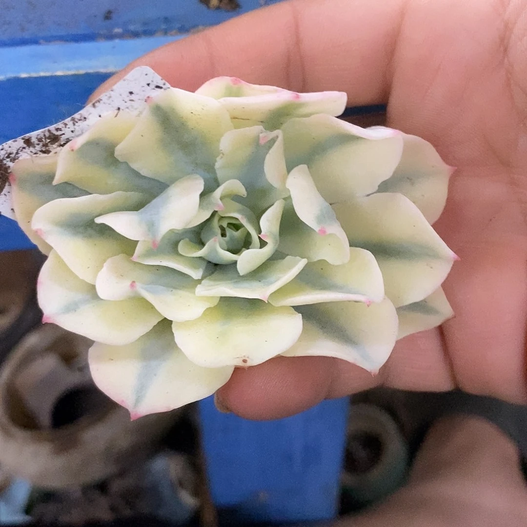 239海啸覆轮锦炸多肉植物哇啦塞