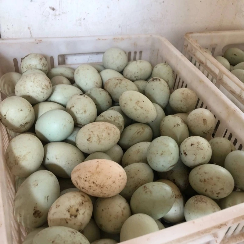 生鸭蛋20枚新鲜散养农家土鸭蛋