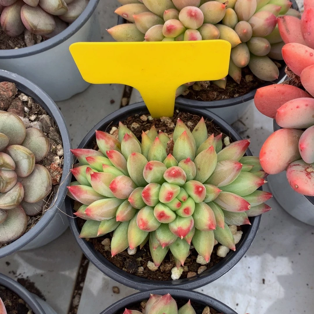 二代虞美人72727272728