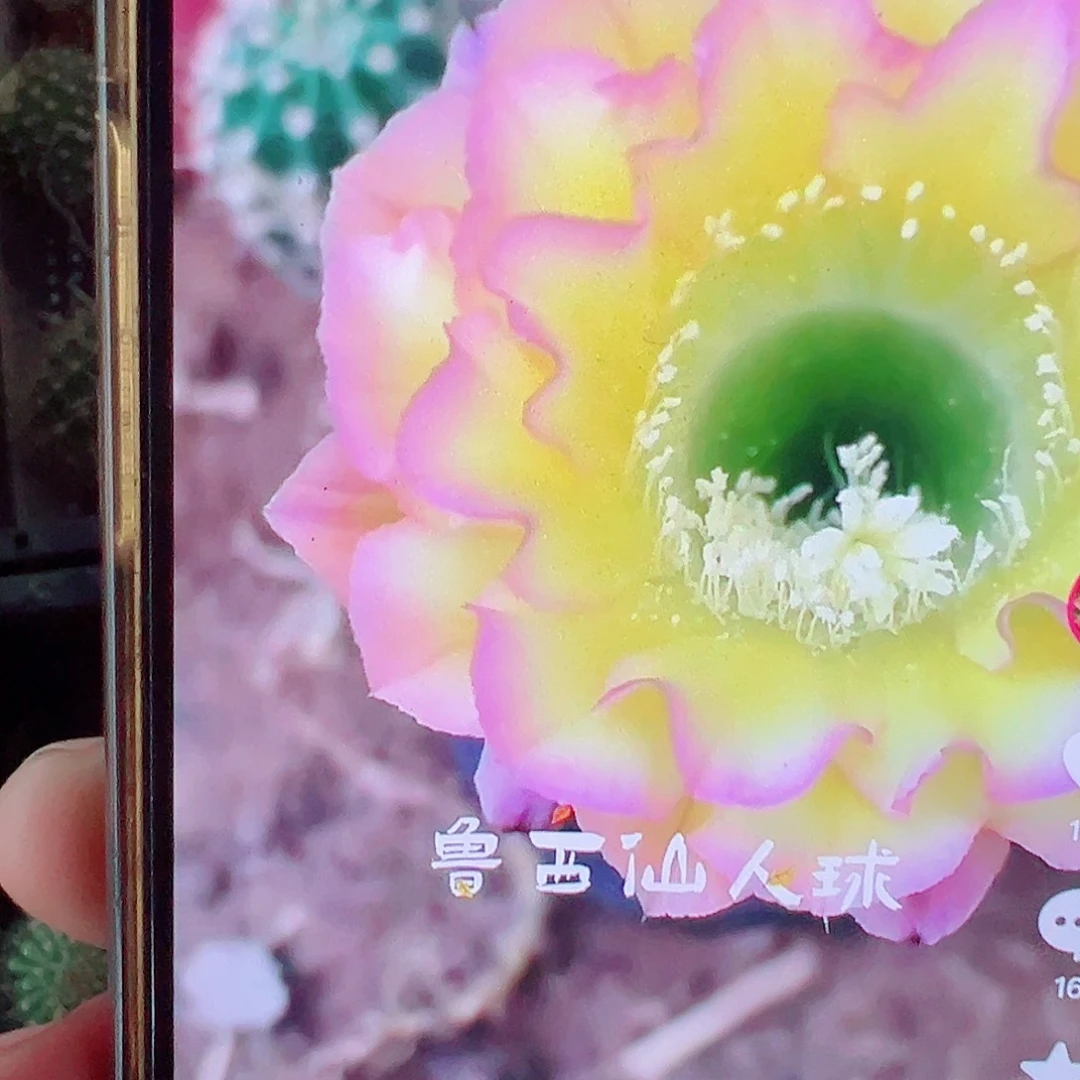 薄***糖彩草 鲁西 3号 侧芽