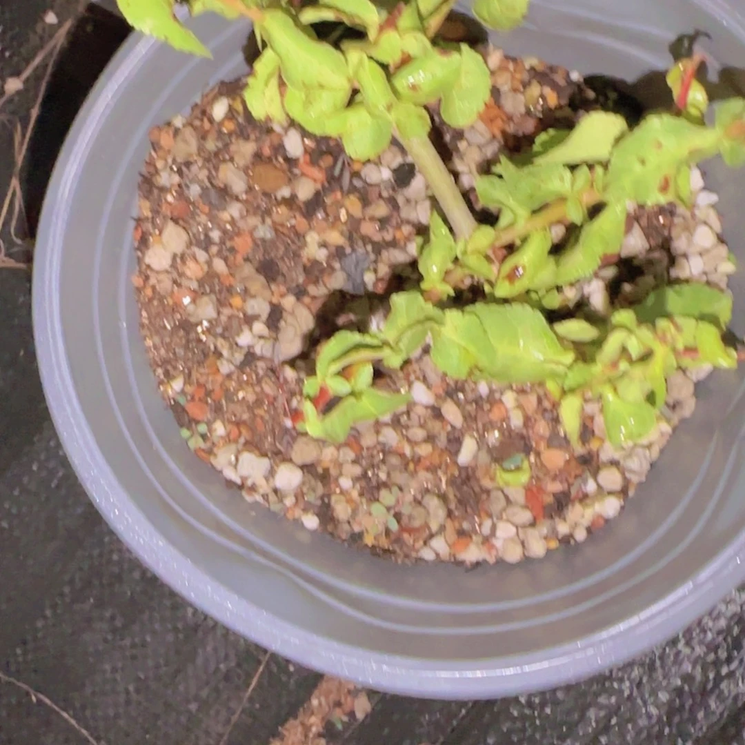 魔***师块根植物块根植物