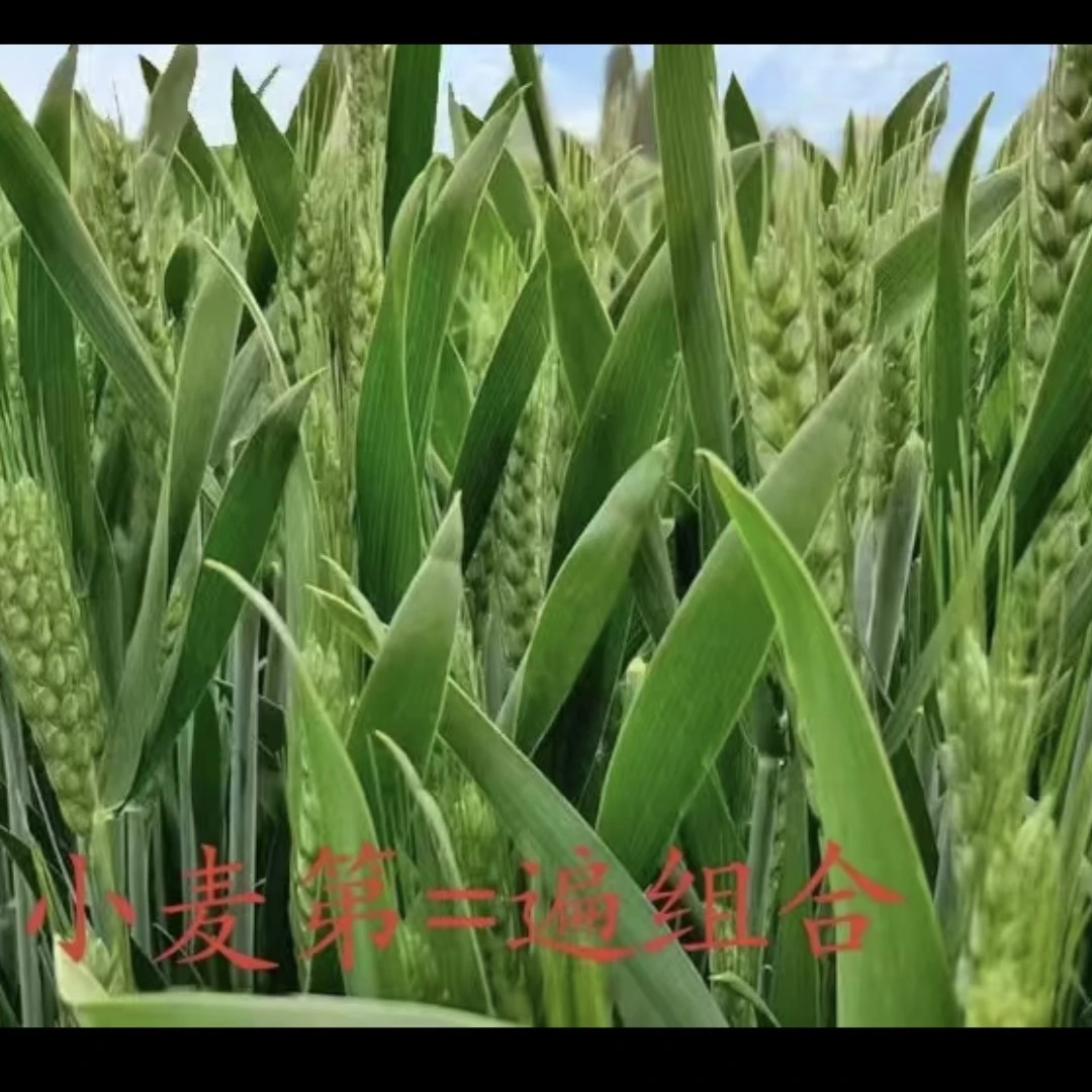 小麦第二遍1单5亩