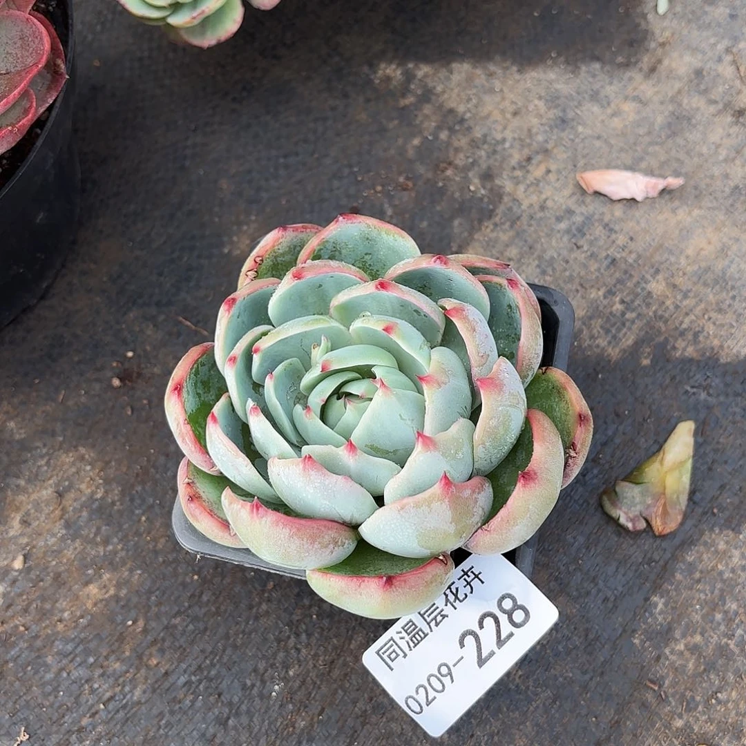 同温层多肉惊鸿228