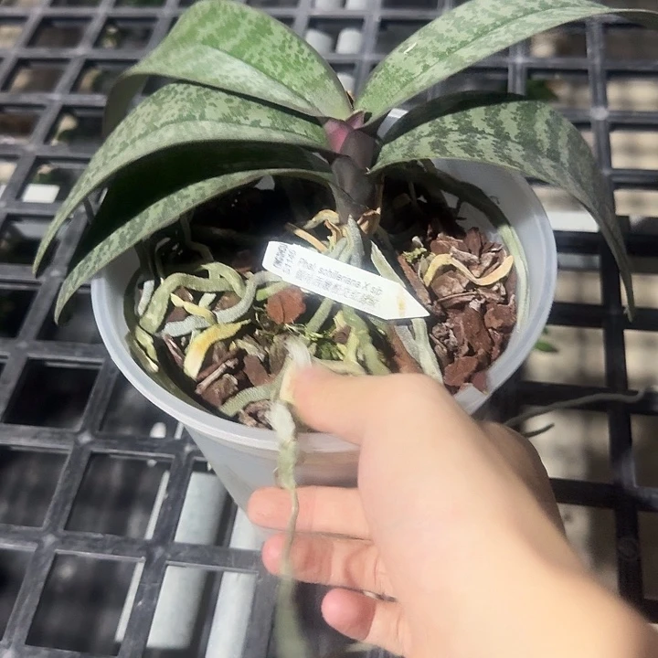 完全开放1146嫩粉交脉纹