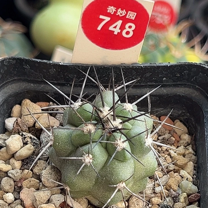实生狂黑刺龙爪球3.2cm