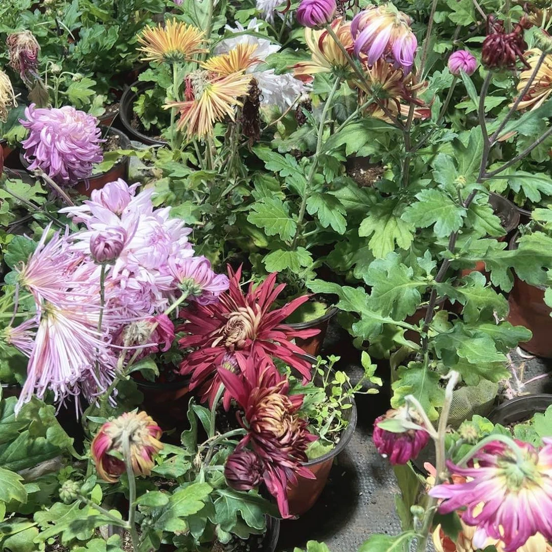 完全开放独本随机3个不同品原盘发不售后