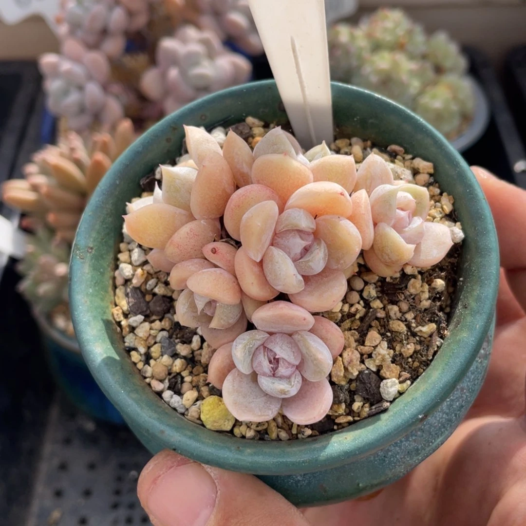0578雪兔不带盆6厘米