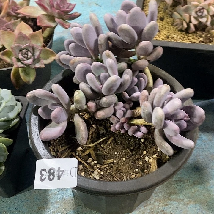 郭***芳483桃美人多肉植物多肉