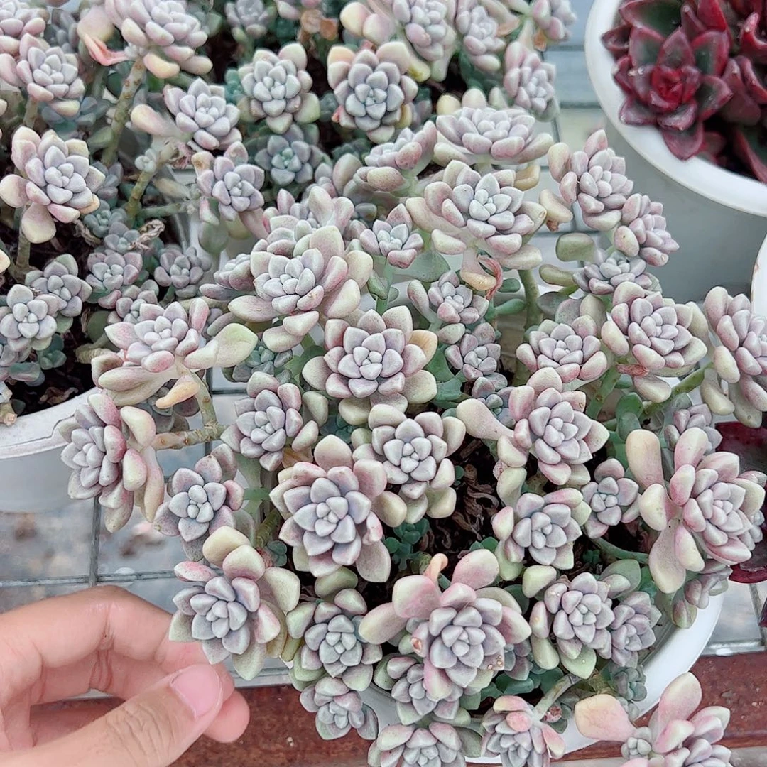 丸叶姬秋丽整装带盆土