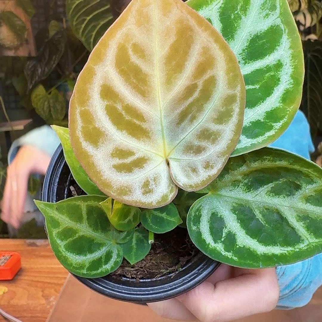 完全开放J184印尼铜锣烧