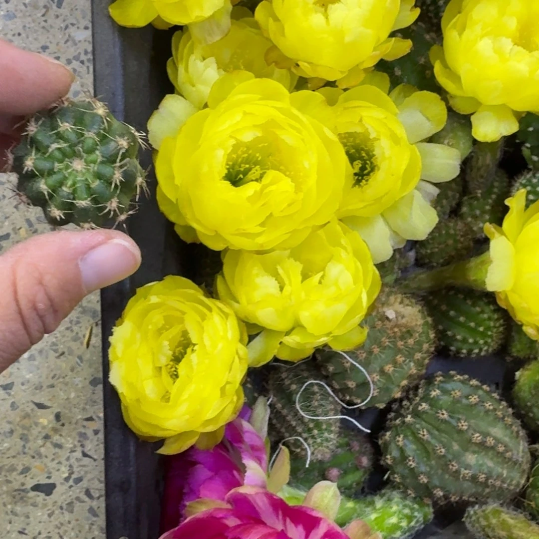 228丽花黄水晶歪无根侧牙3公分左右