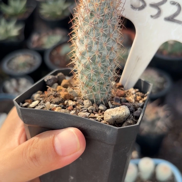 行***客532好养皮实好活好养