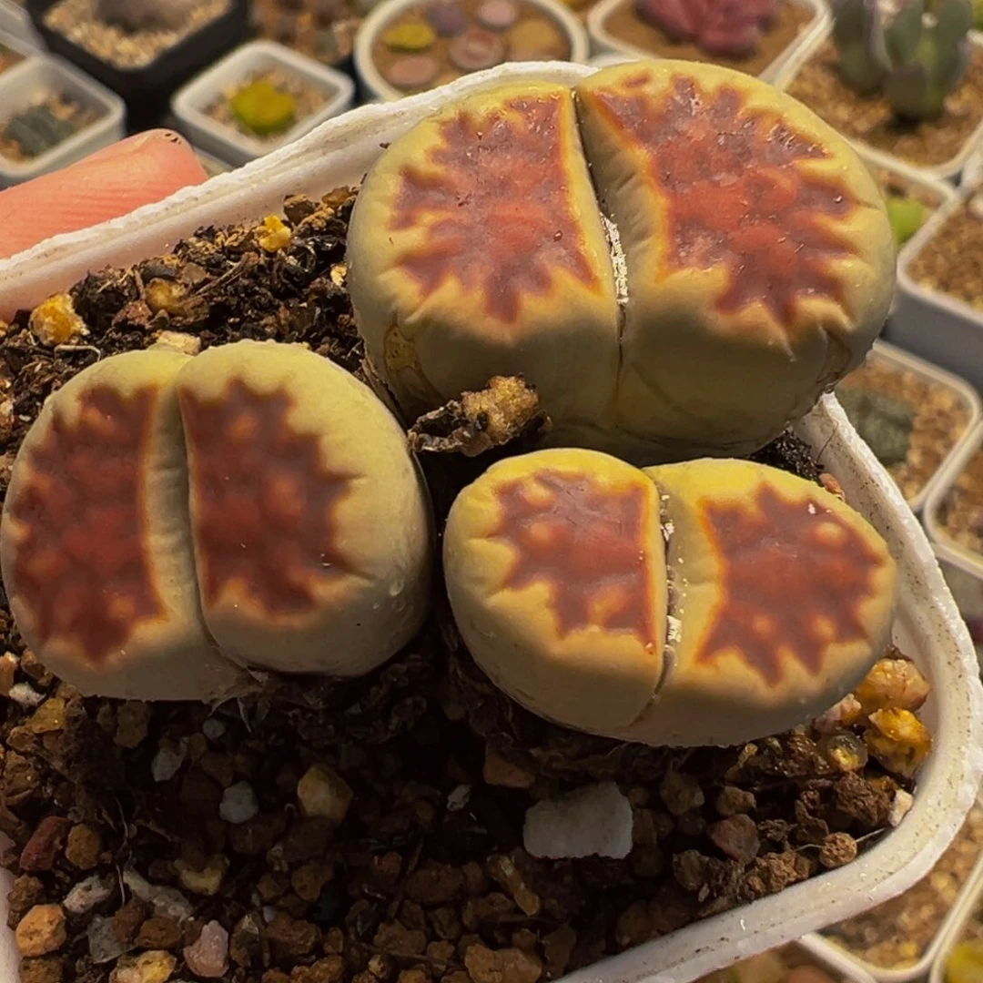 452多肉植物种类多样