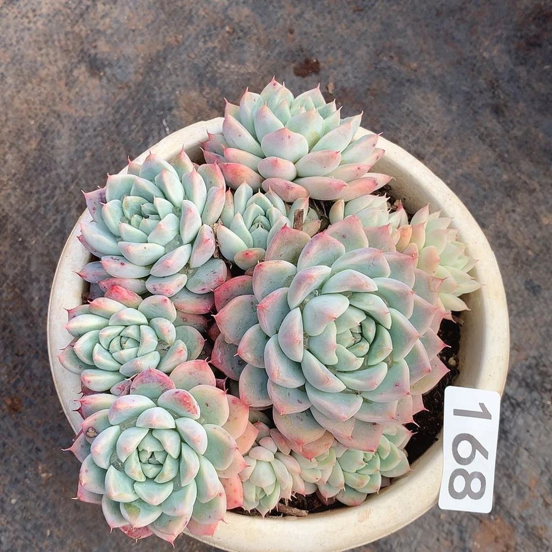 168阿尔巴一物一拍多肉