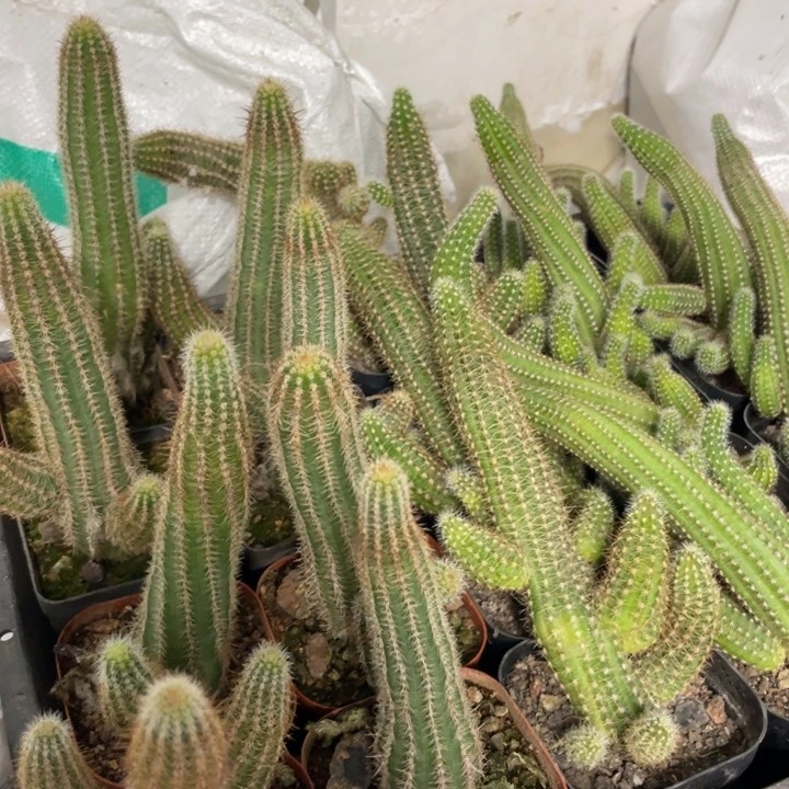 自根白檀三种组合随机