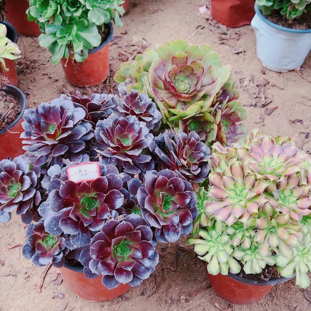【闪购商品】无花朵春*52号套餐3颗多肉植物无售后