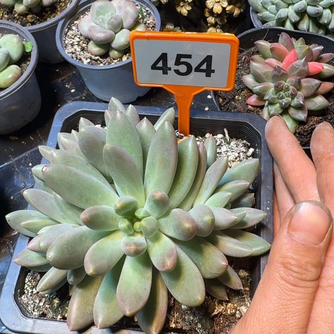 多肉植物橙色奇迹454