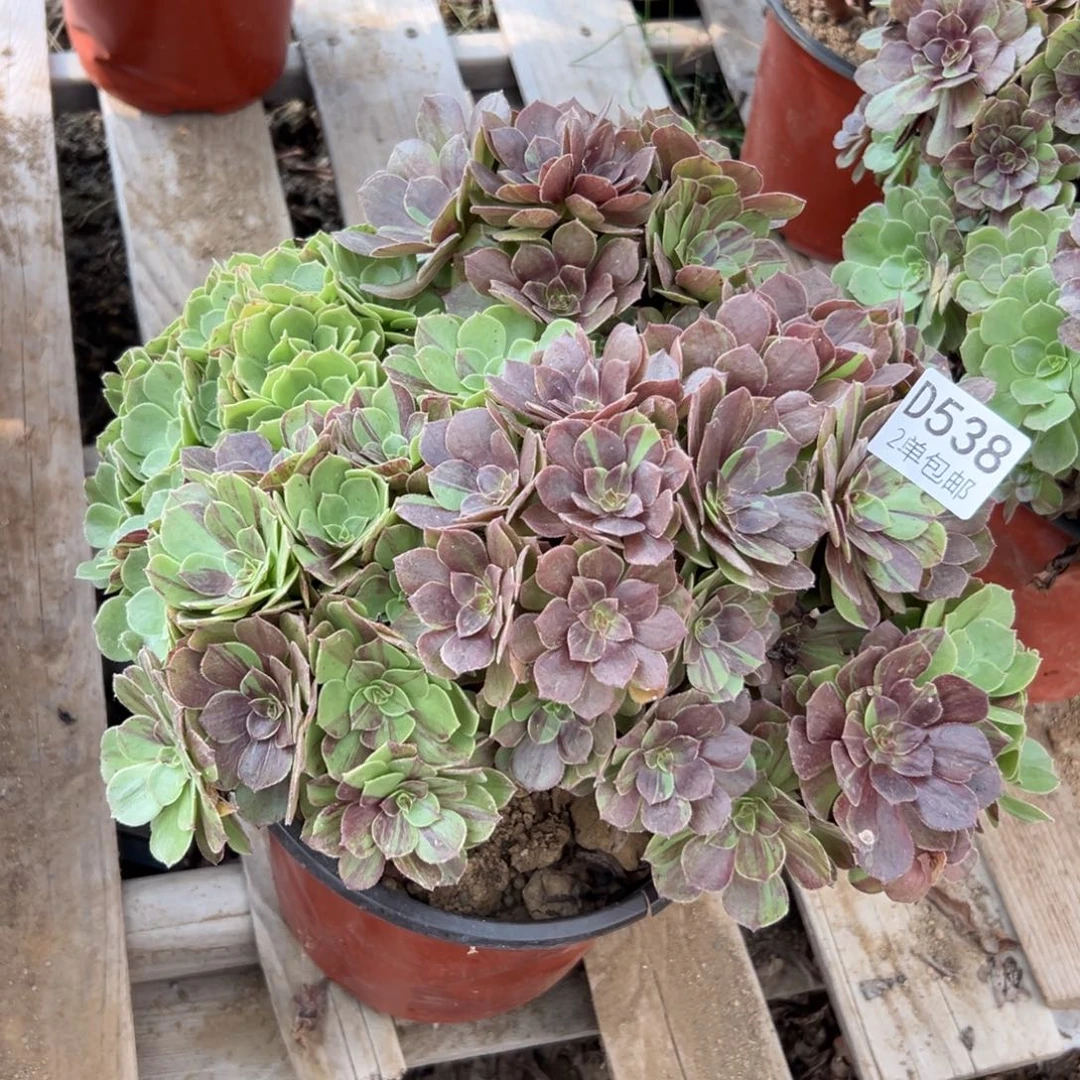 538多肉  花月夜不包断头