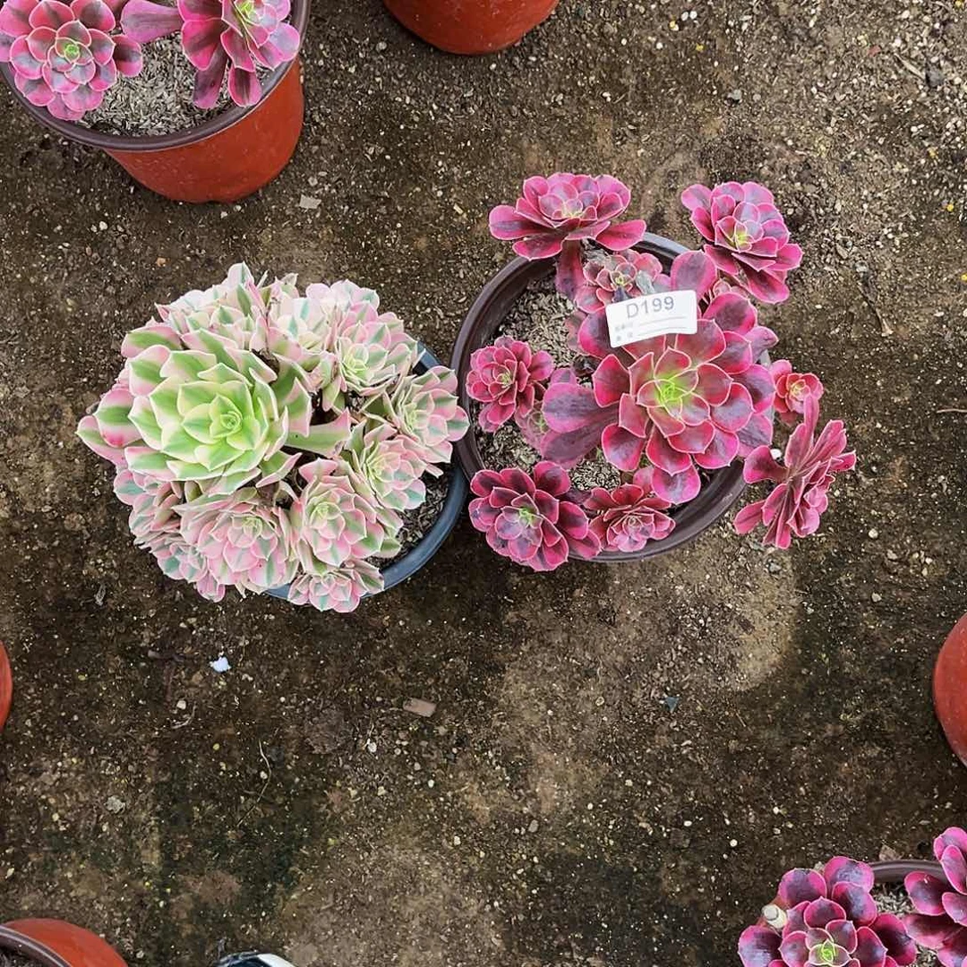 无花朵多肉植物199两小颗