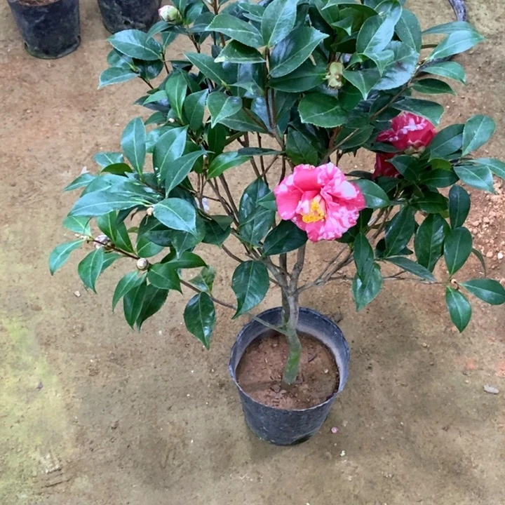 不知名。一物一拍