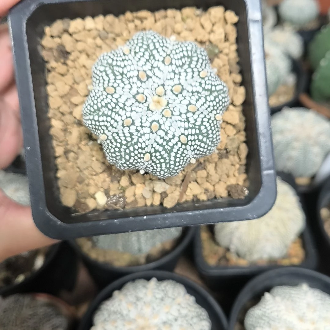 奇迹5.6一物一拍脱土发货
